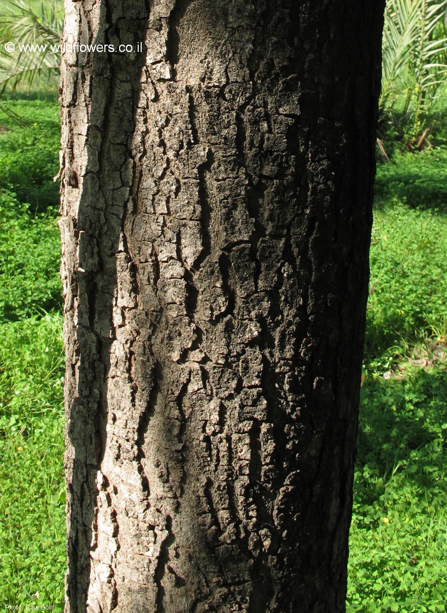 Kigelia africana