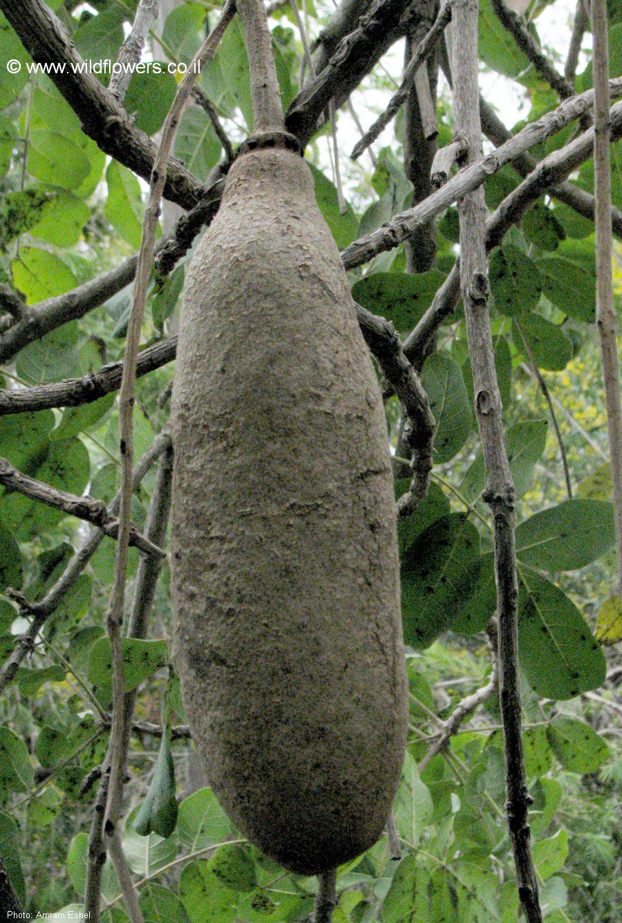 Kigelia africana