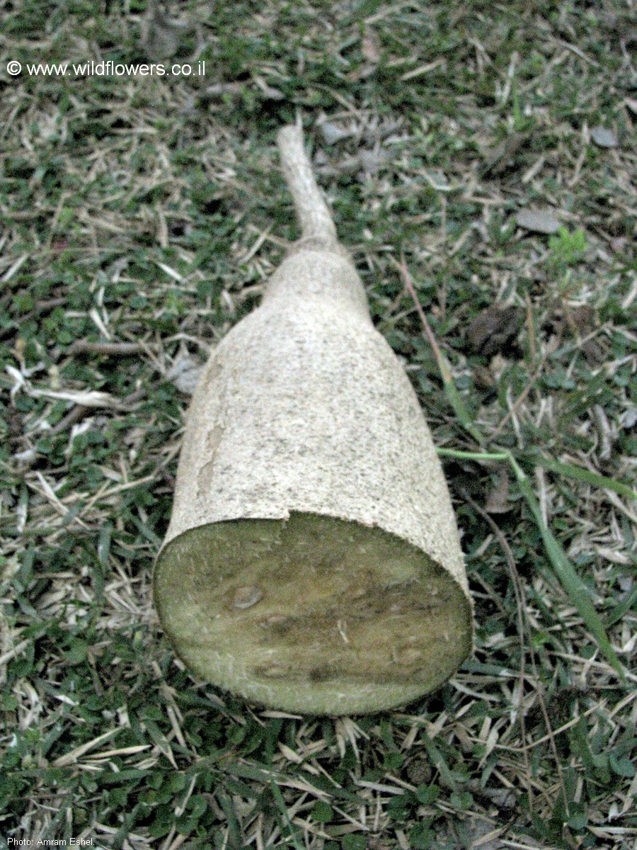 Kigelia africana