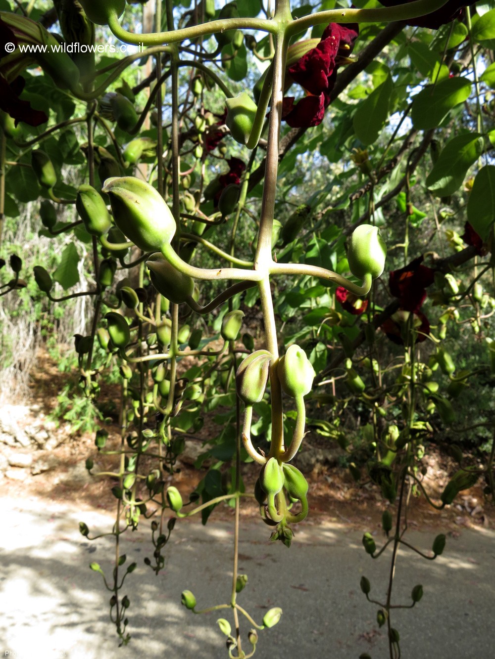Kigelia africana