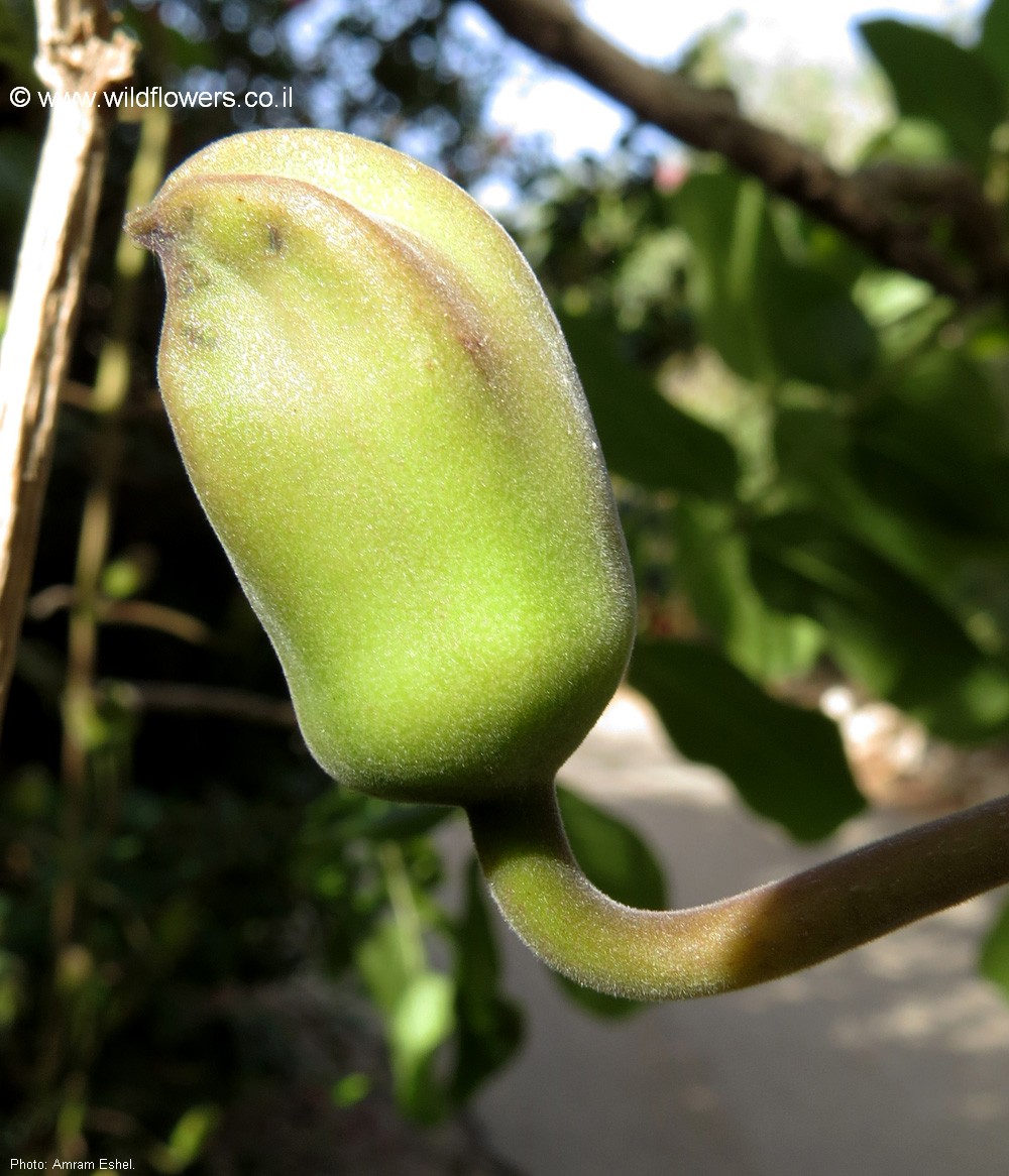 Kigelia africana