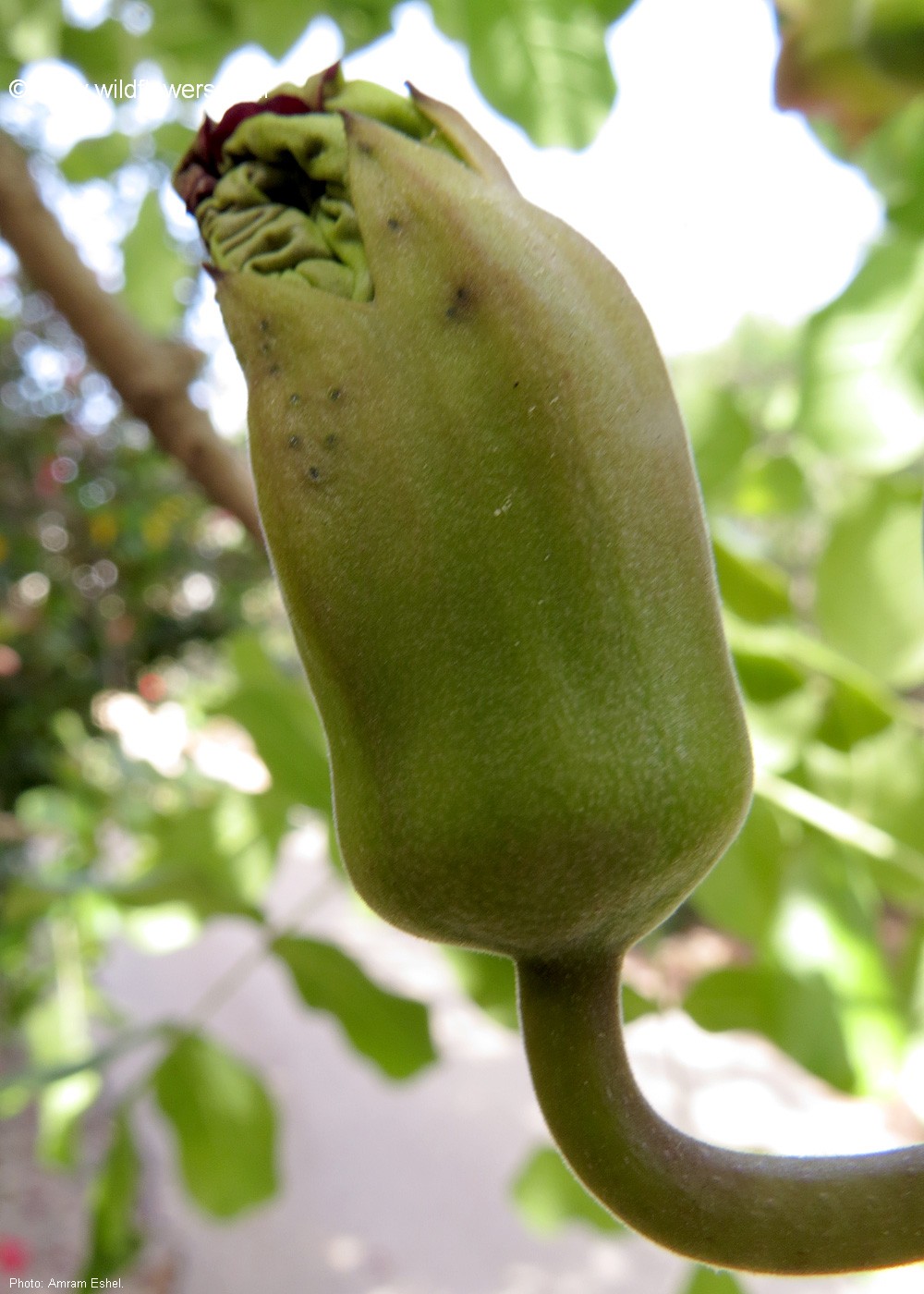 Kigelia africana