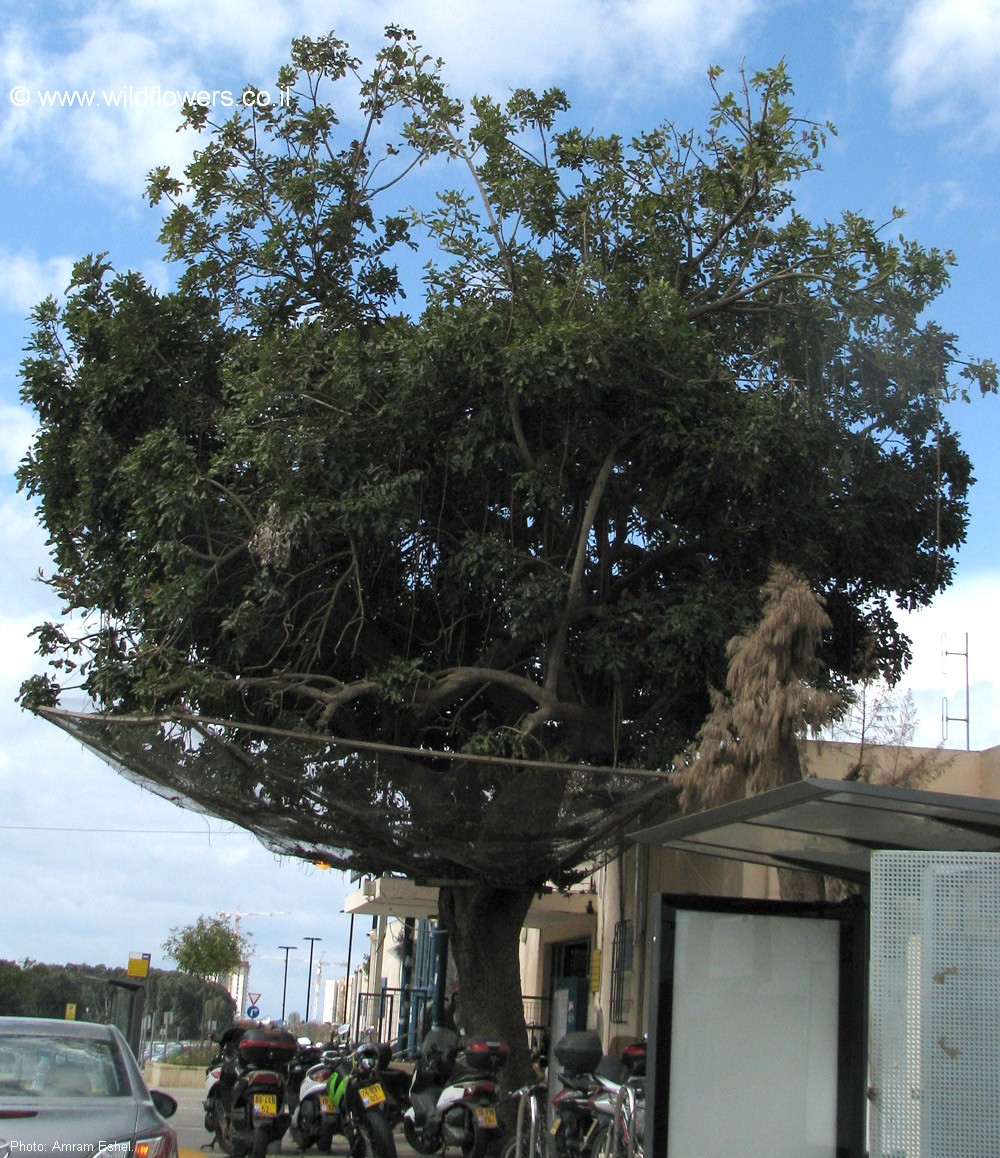 Kigelia africana