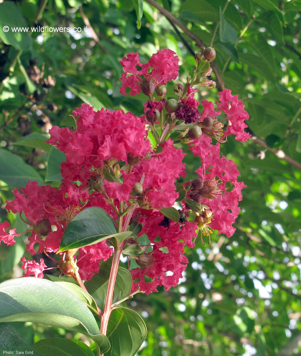 Lagerstroemia indica