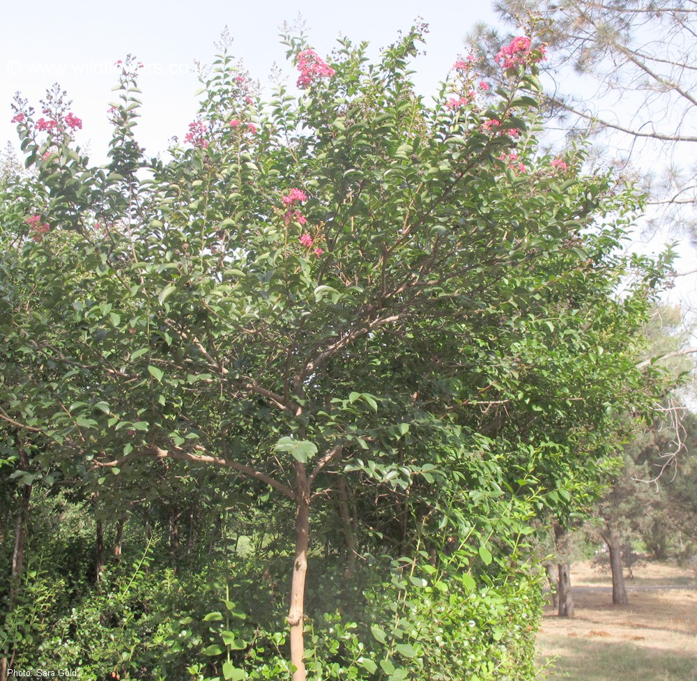 Lagerstroemia indica