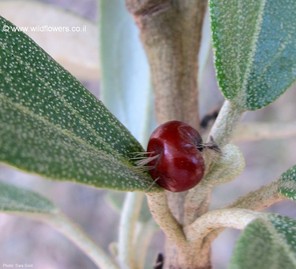 Lagunaria patersonia