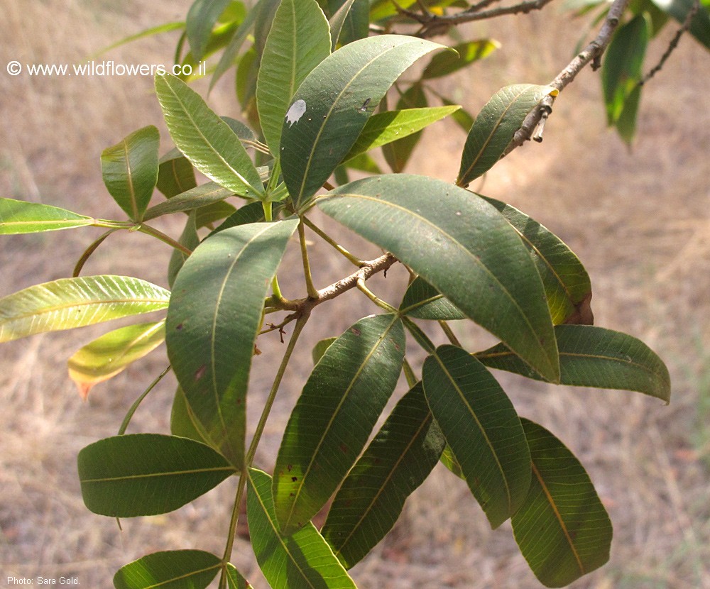 Lithraea molleoides