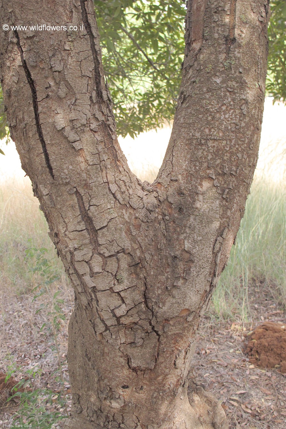 Lithraea molleoides