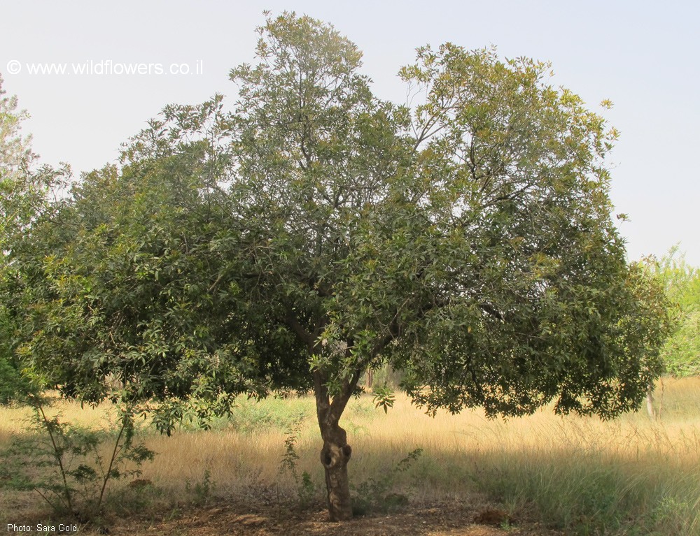 Lithraea molleoides