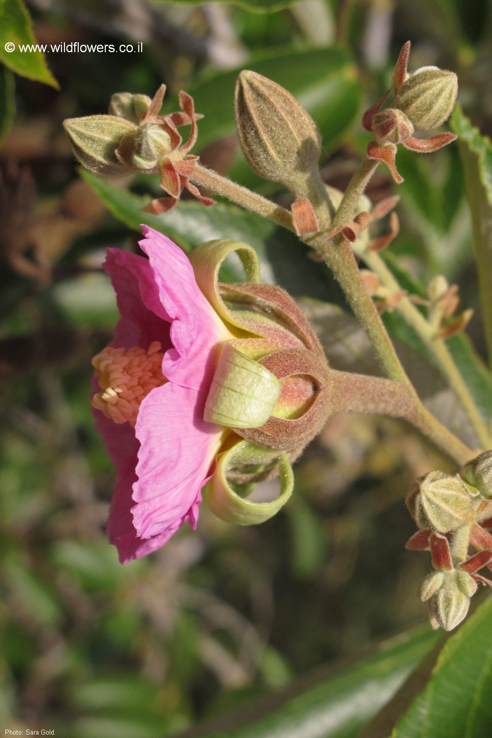 Luehea divaricata