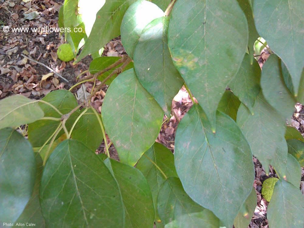 Maclura pomifera