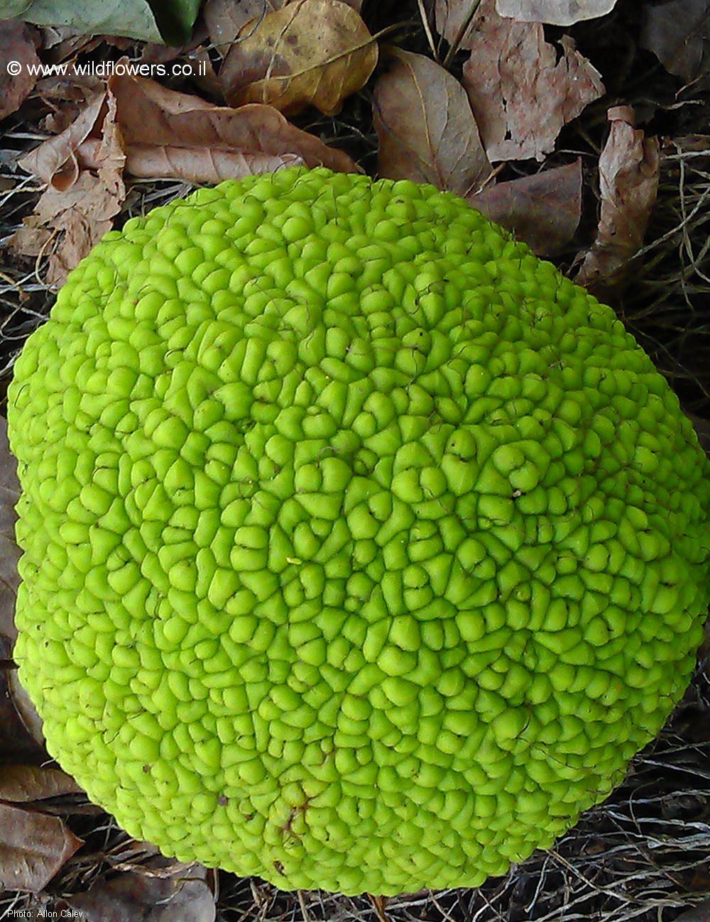 Maclura pomifera