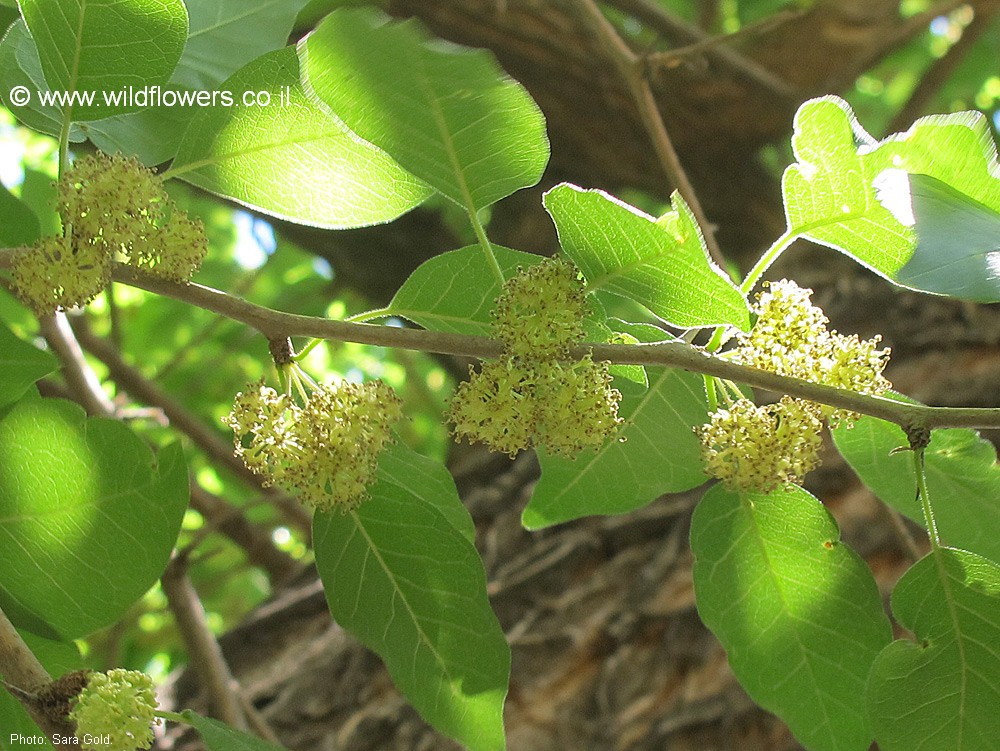 Maclura pomifera