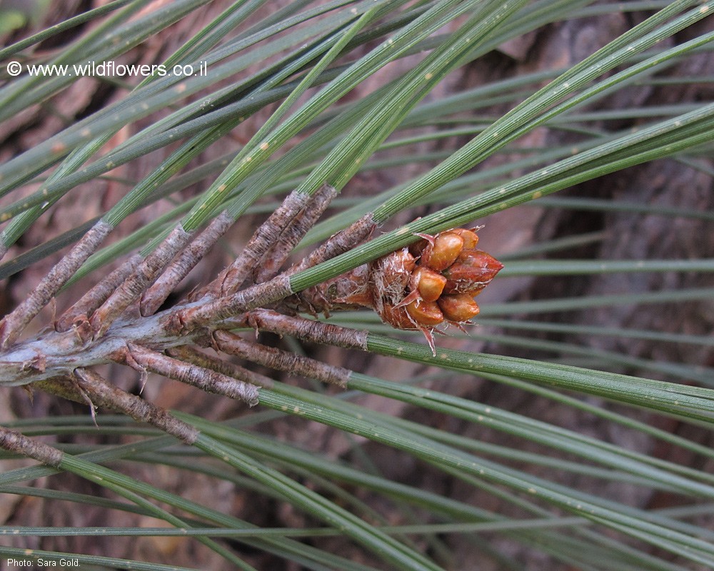 Pinus coulteri
