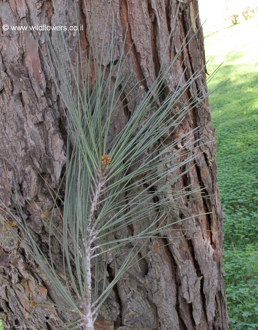 Pinus coulteri