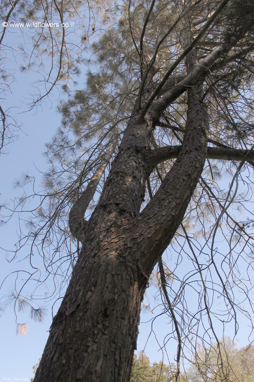 Pinus coulteri