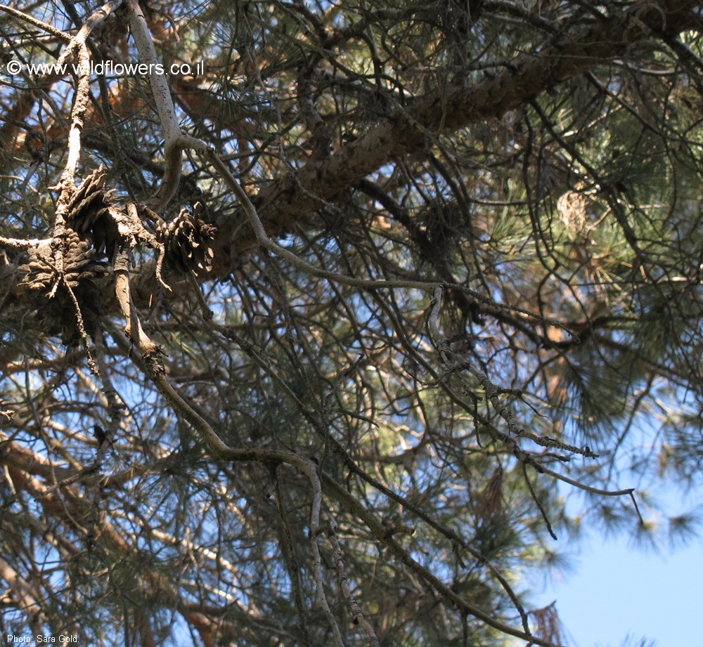 Pinus Pinus brutia var. eldarica