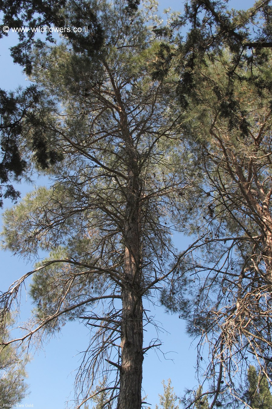Pinus Pinus brutia var. eldarica