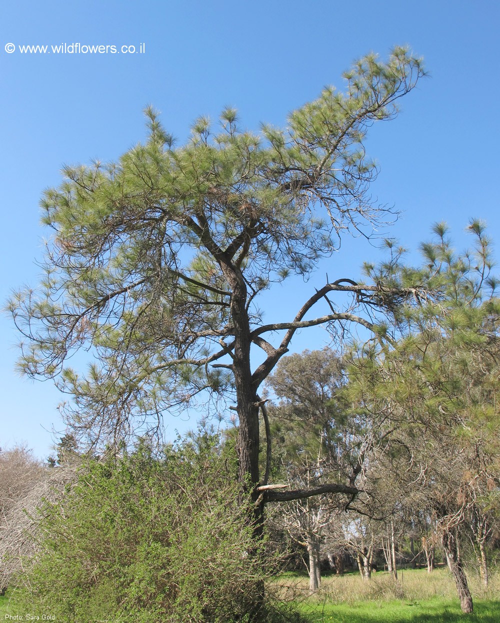 Pinus merkusii
