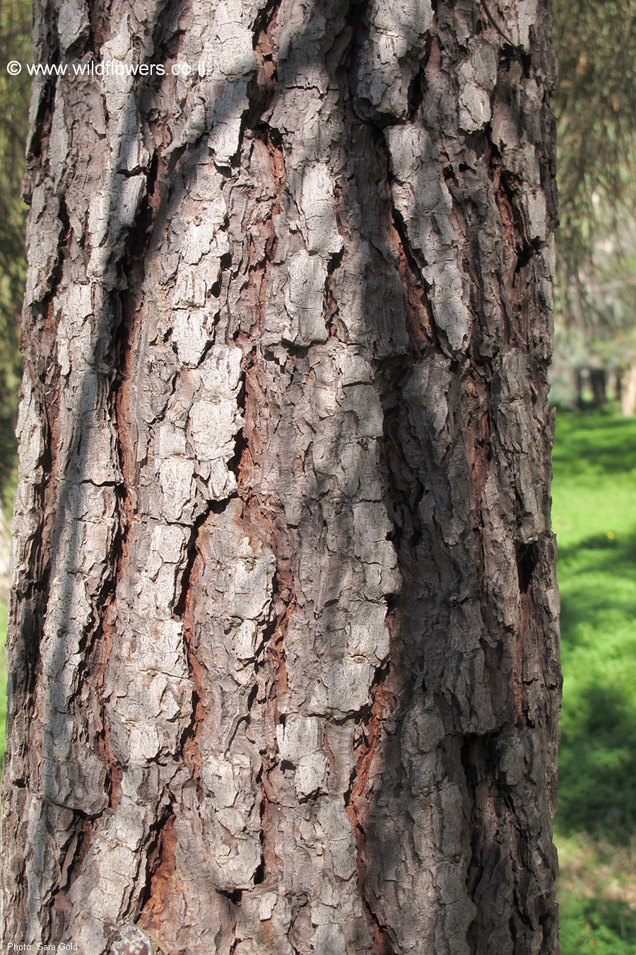 Pinus pinaster