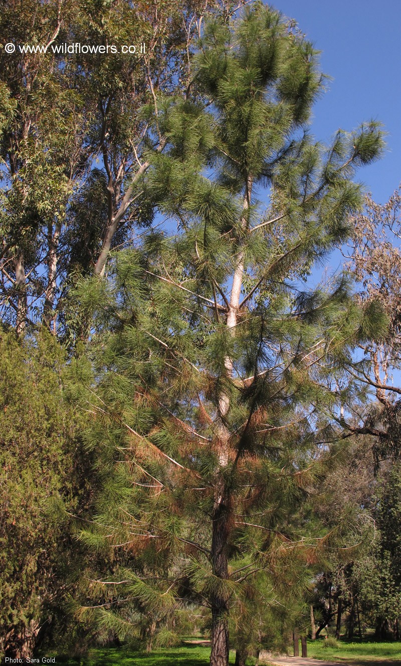 Pinus pinaster