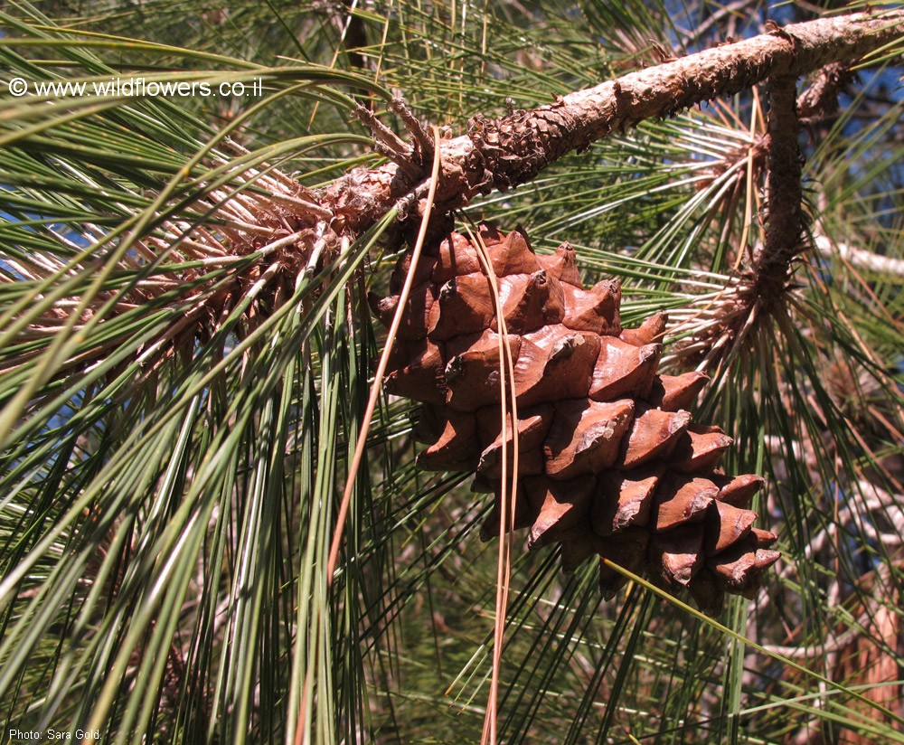 Pinus roxburghii