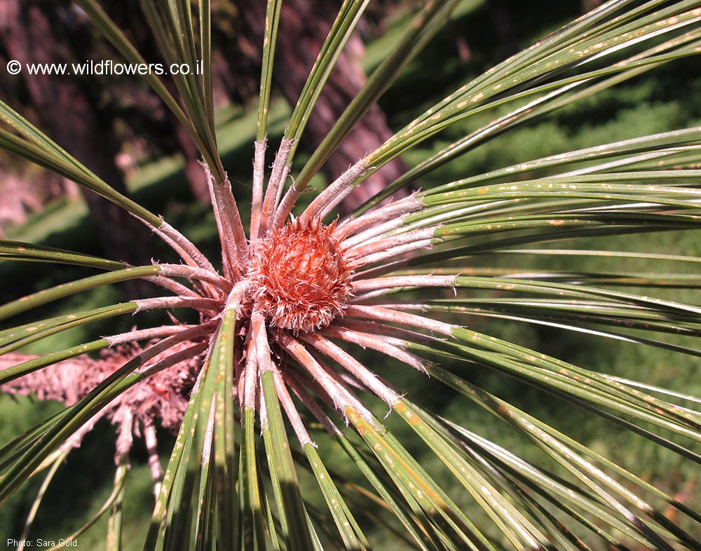 Pinus roxburghii