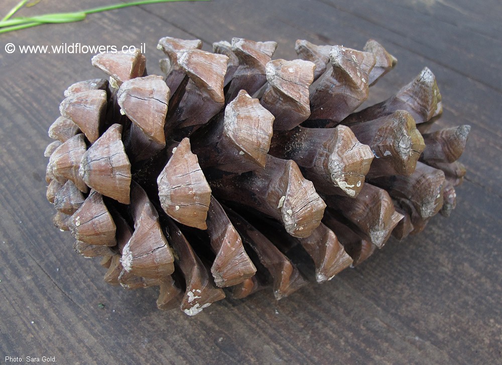 Pinus roxburghii