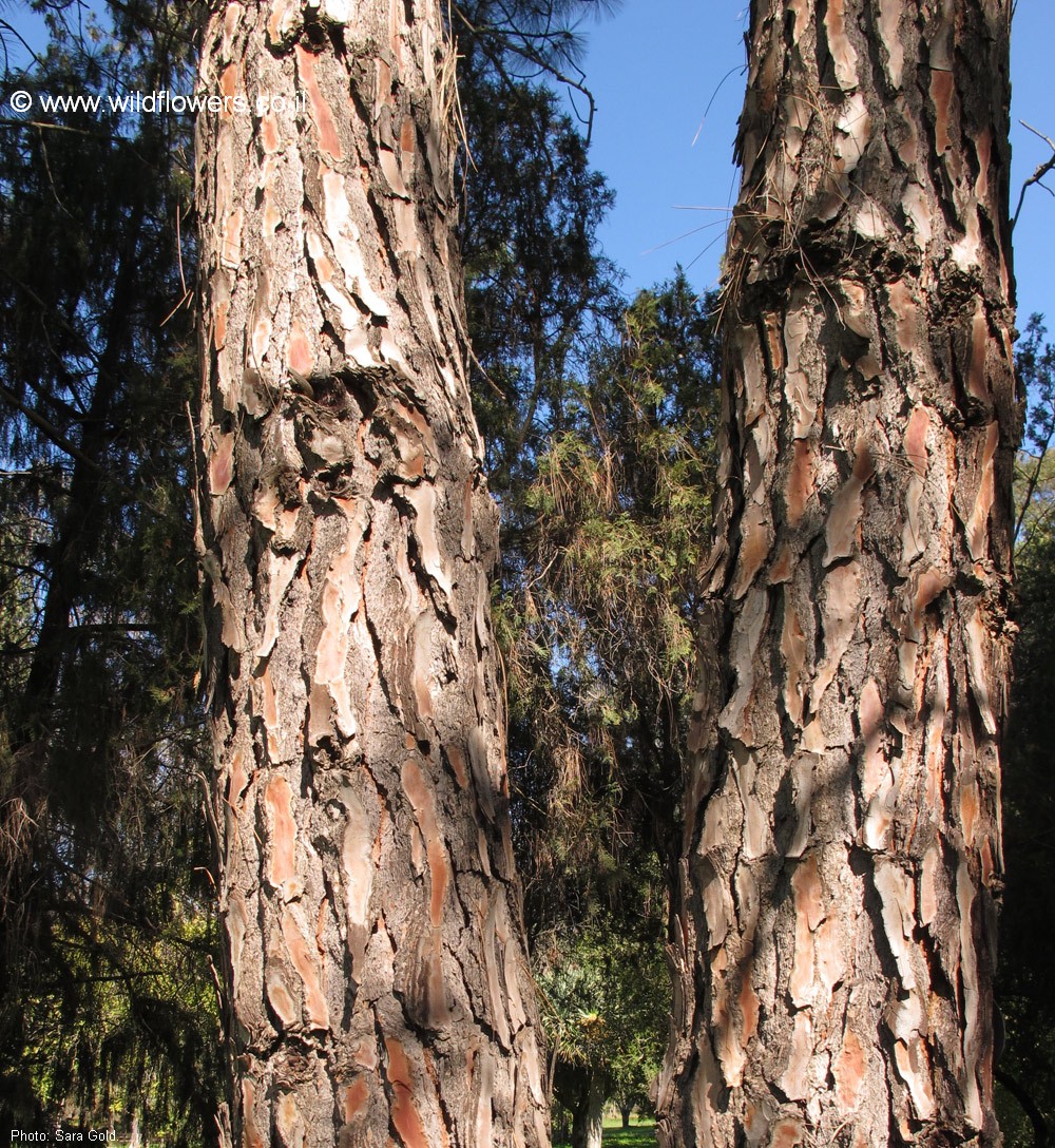 Pinus roxburghii