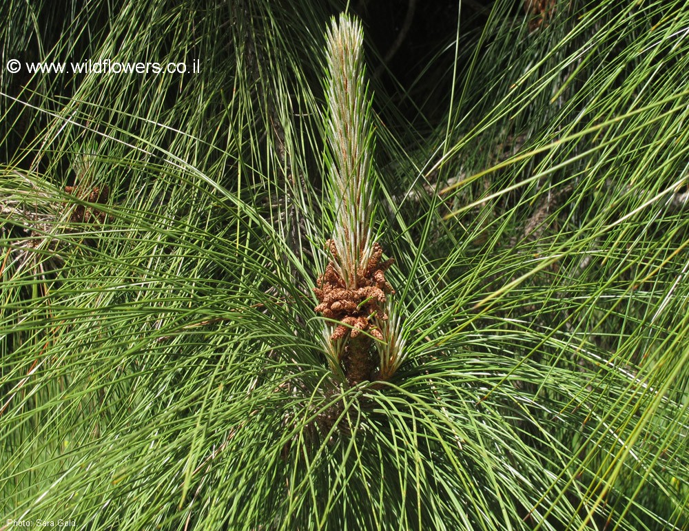 Pinus roxburghii