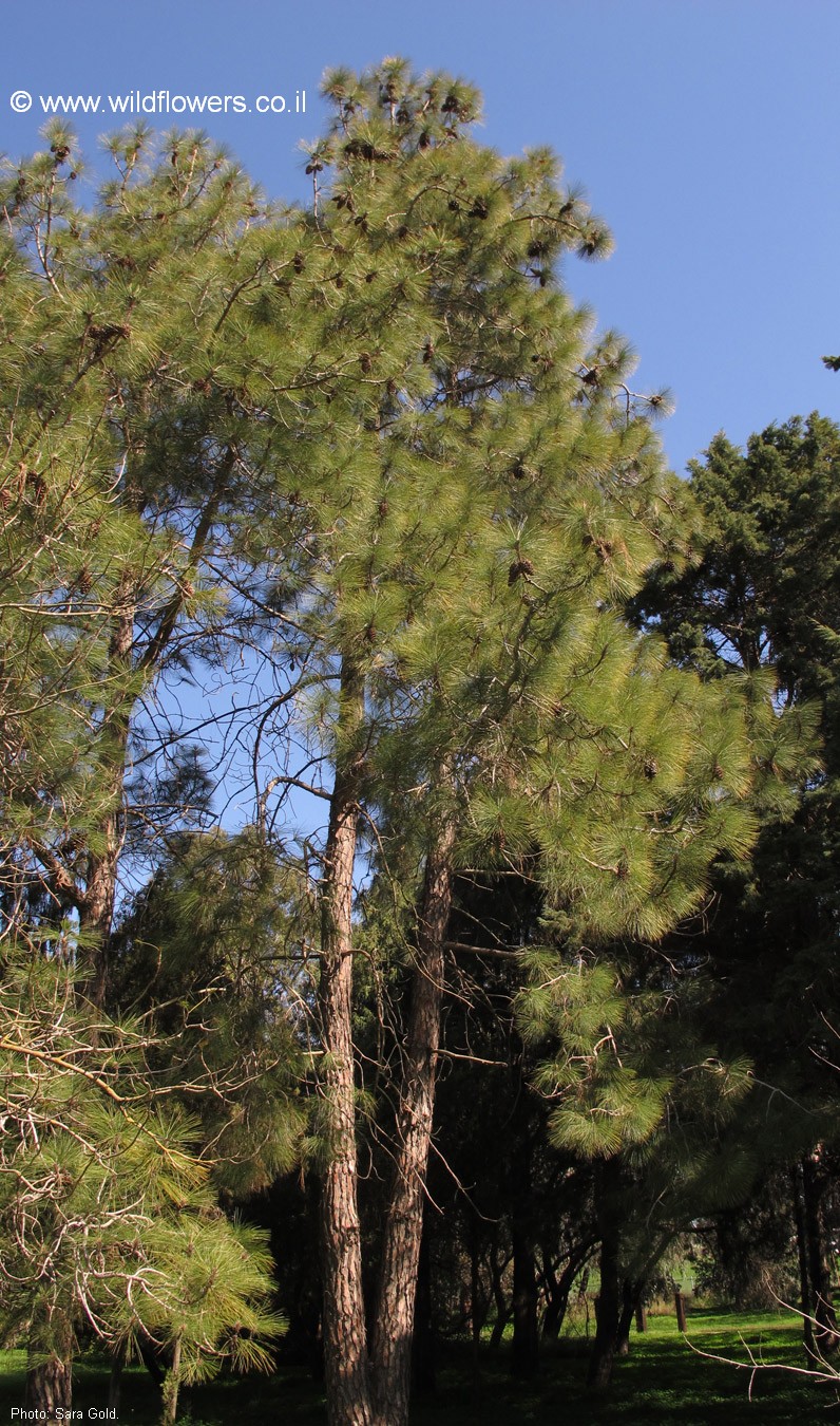 Pinus roxburghii