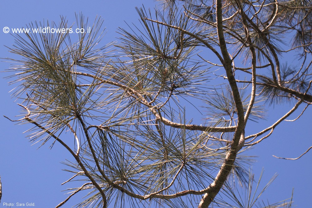 Pinus torreyana