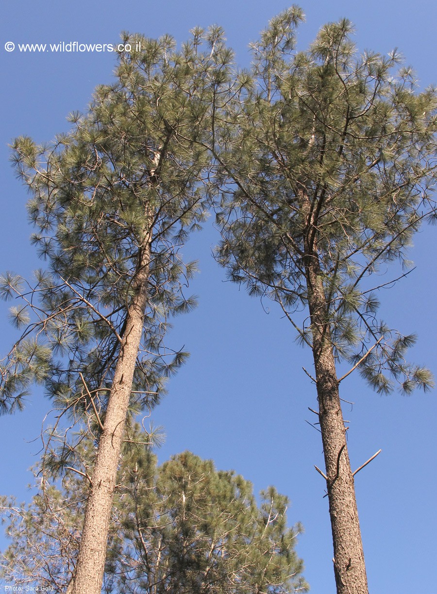 Pinus torreyana