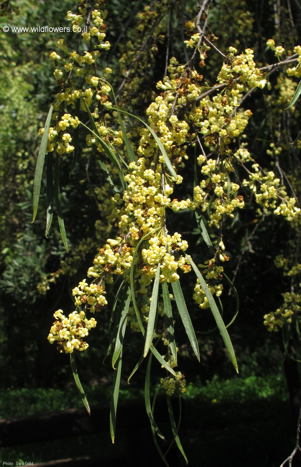 Pittosporum phillyraeoides