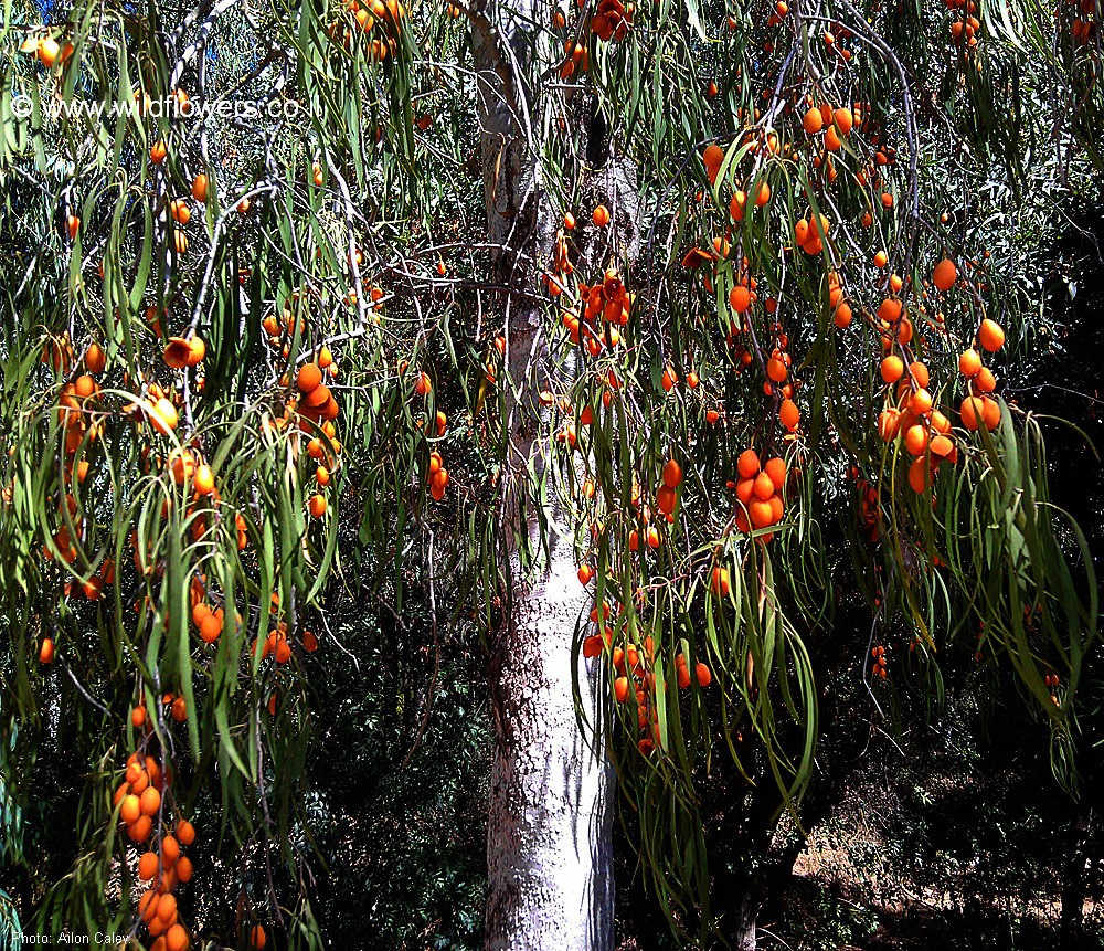 Pittosporum phillyraeoides