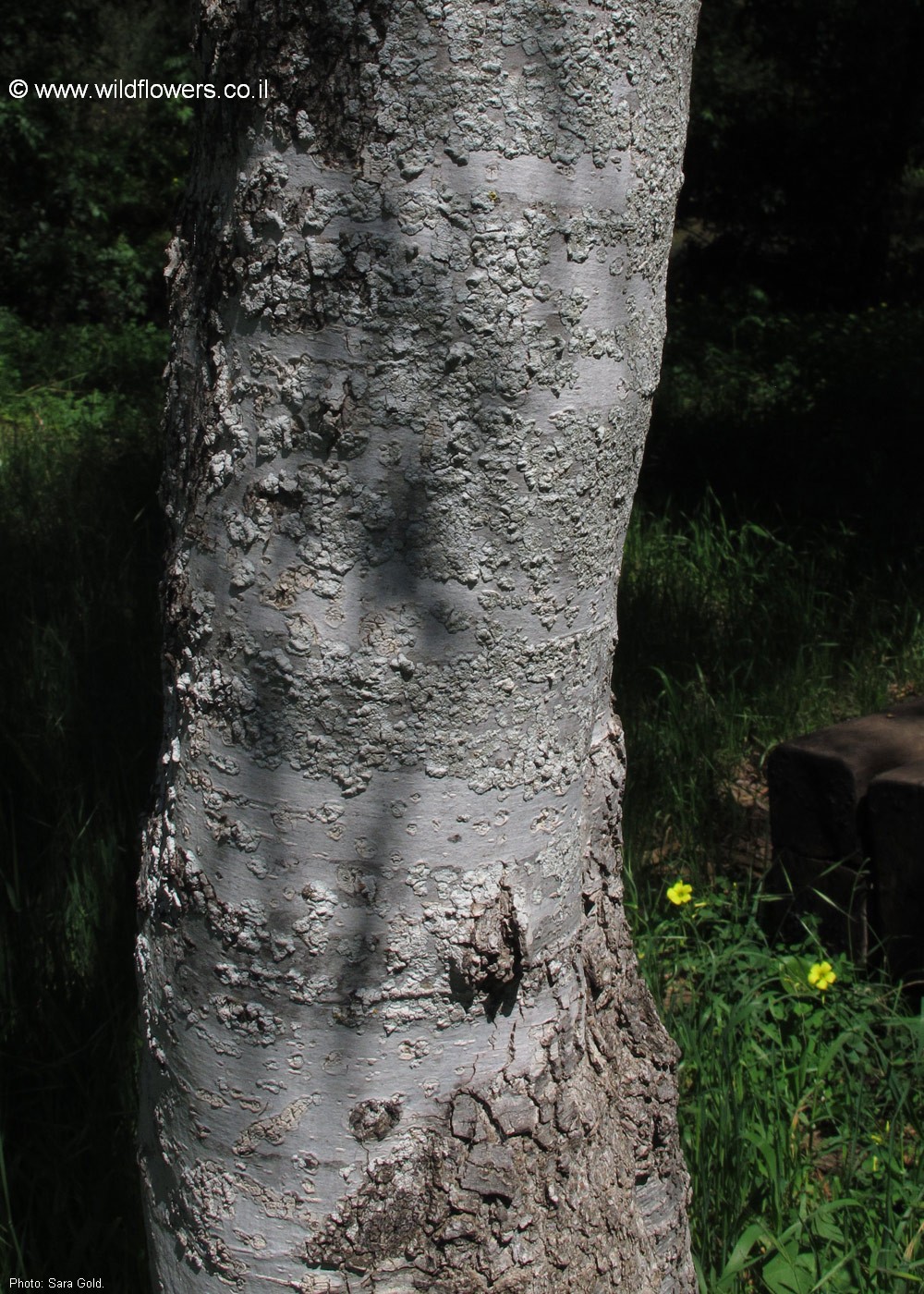 Pittosporum phillyraeoides