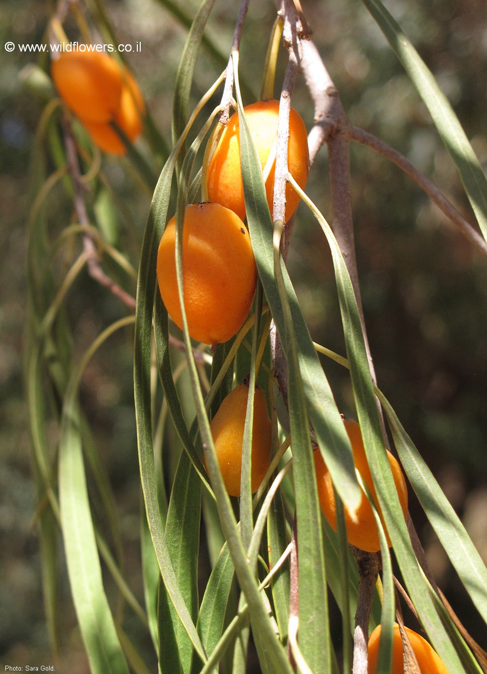 Pittosporum phillyraeoides