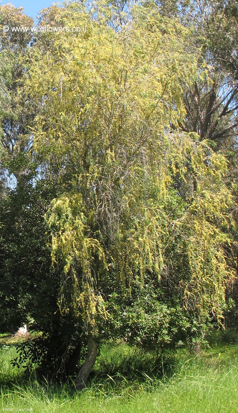 Pittosporum phillyraeoides