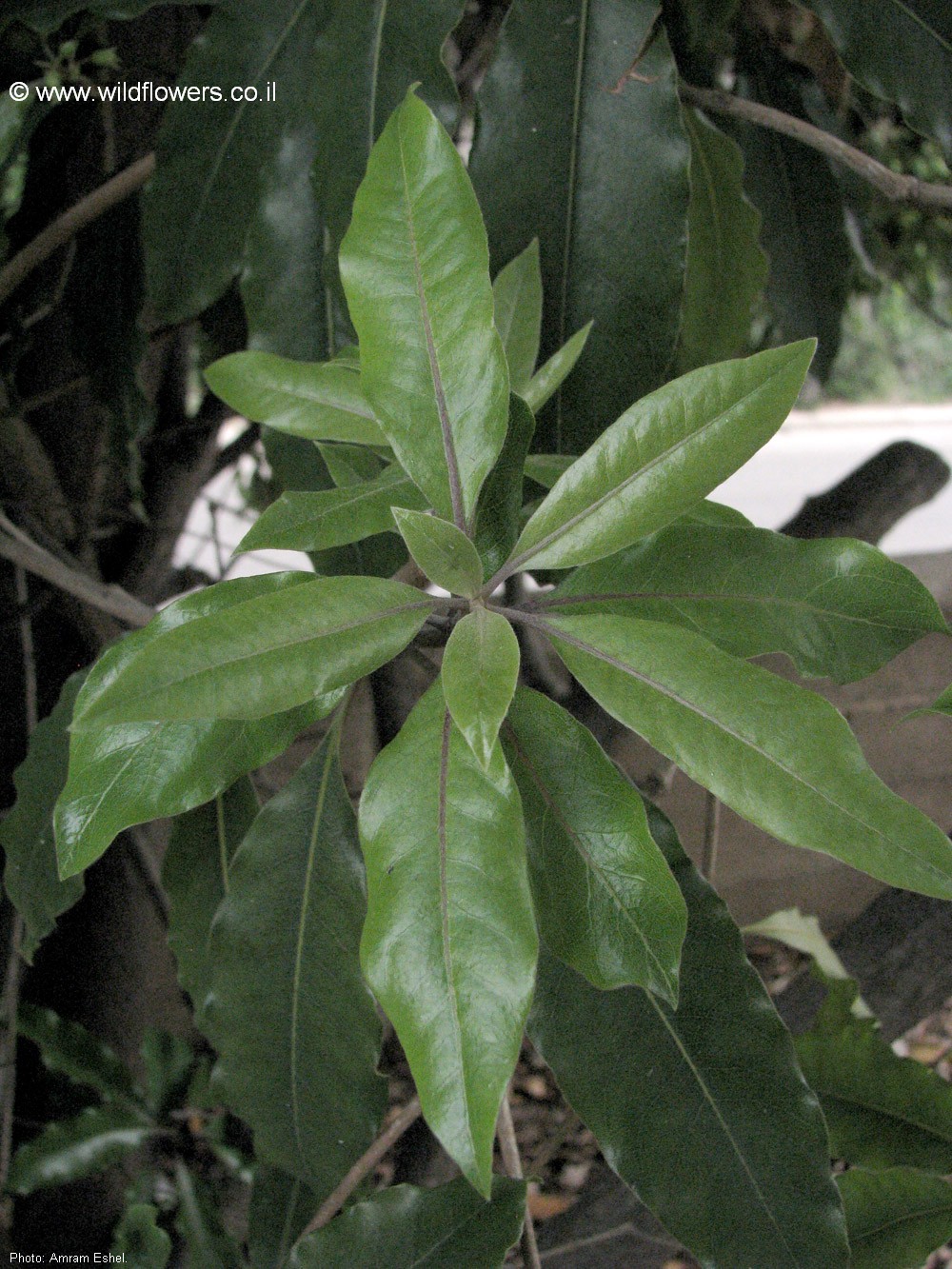 Pittosporum undulatum