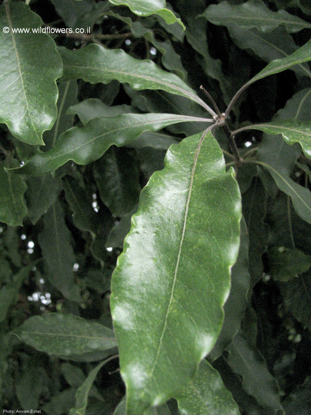 Pittosporum undulatum