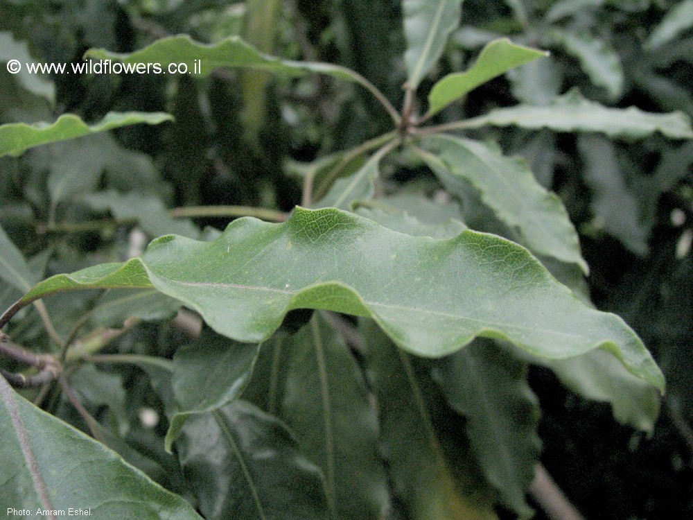 Pittosporum undulatum