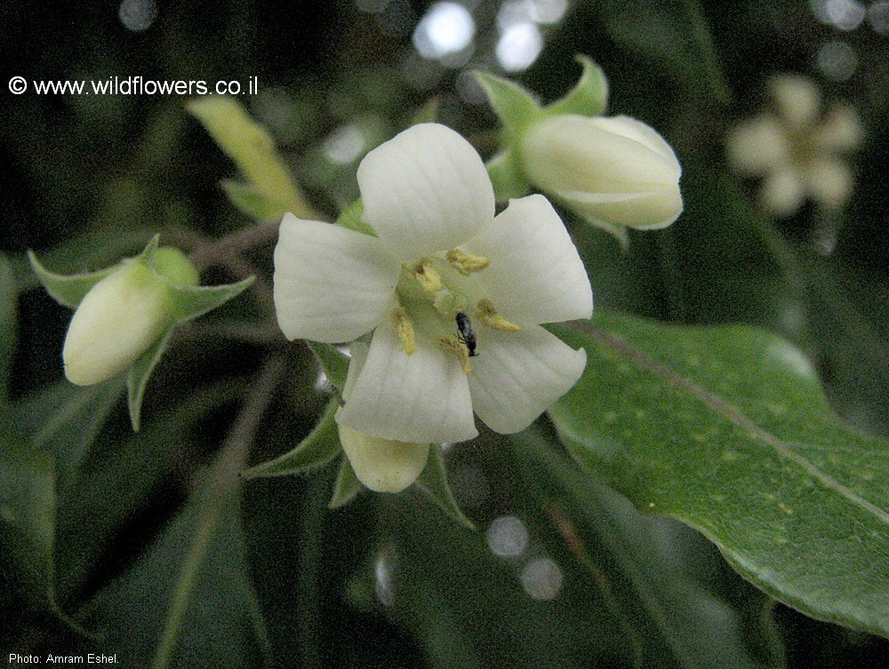 Pittosporum undulatum