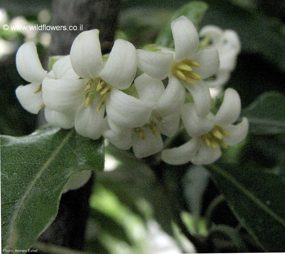 Pittosporum undulatum