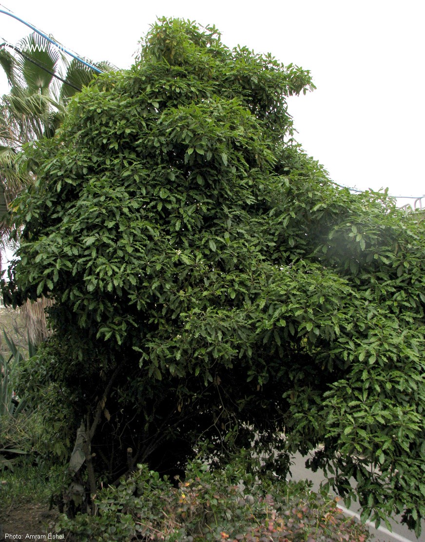 Pittosporum undulatum