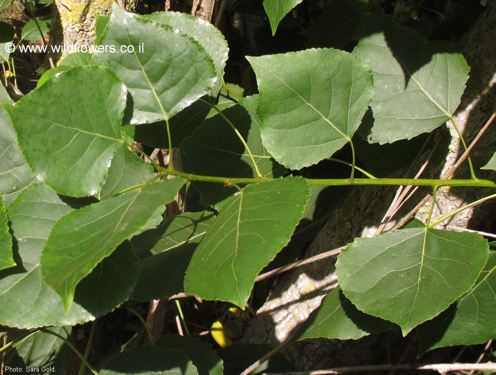 Populus X canadensis
