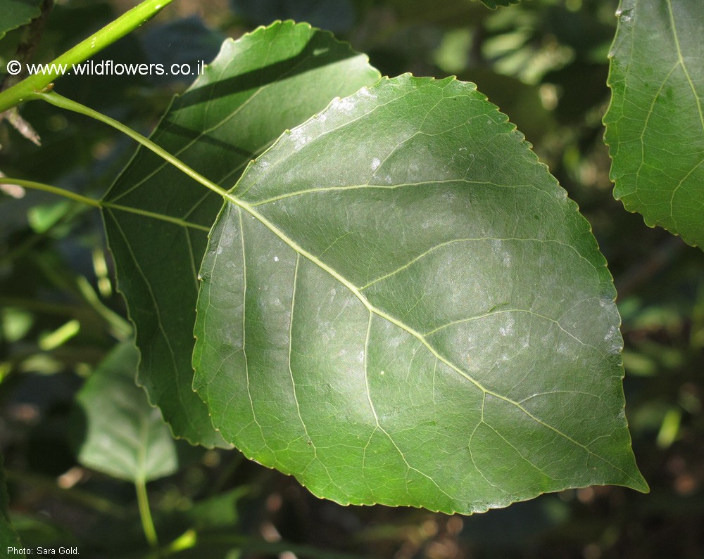 Populus X canadensis