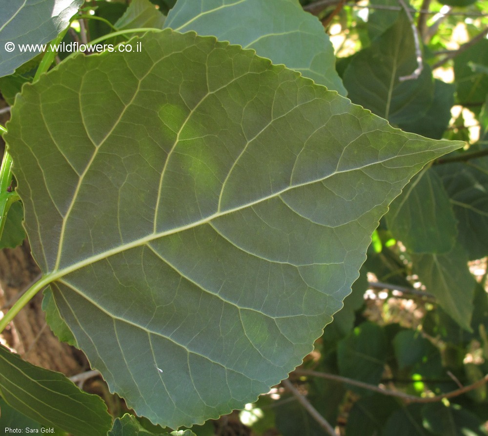 Populus X canadensis