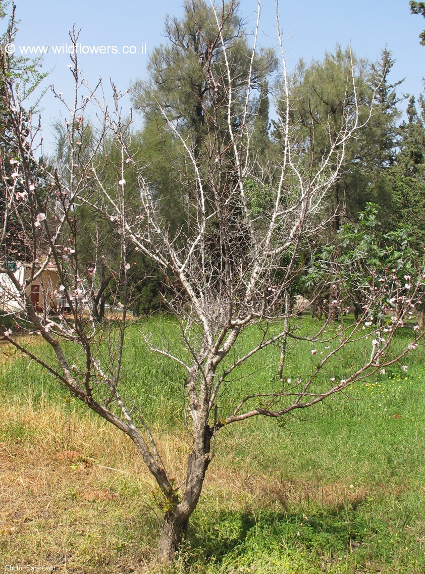 Prunus armeniaca
