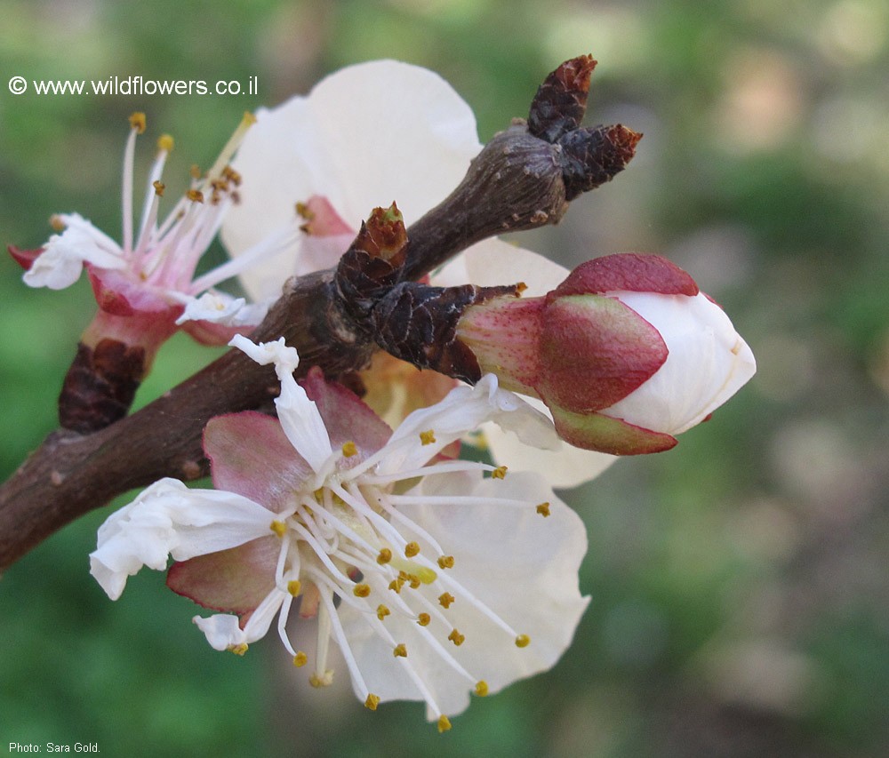 Prunus armeniaca