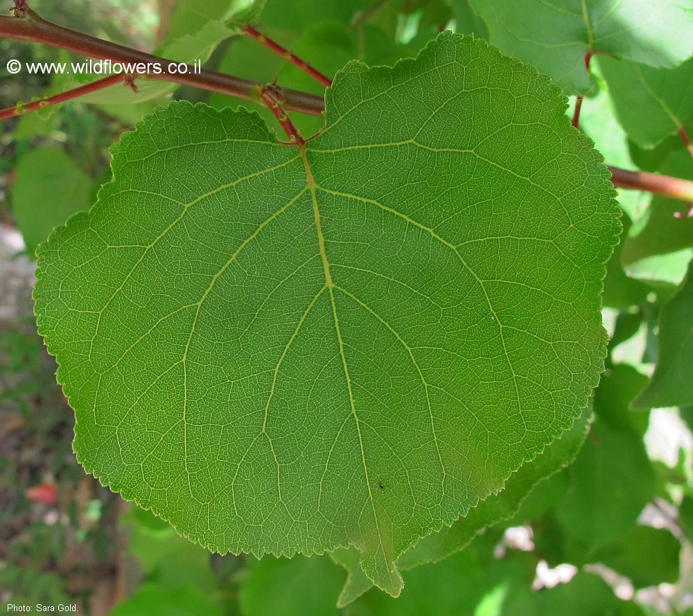 Prunus armeniaca